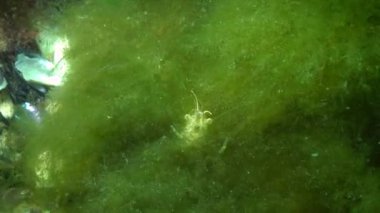 Baltık karidesi (Palaemon adspersus) Karadeniz 'deki bir yosun çalılığında saklanıyor..