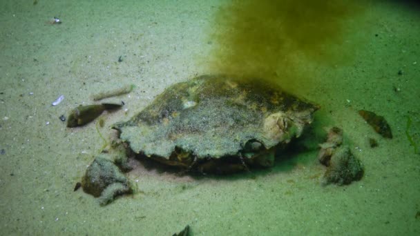 Зеленый Краб Carcinus Maenas Похоронен Песке Морском Дне Черного Моря — стоковое видео