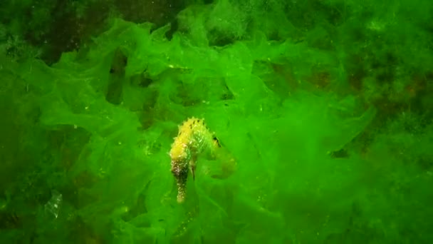 Hosszú Orrú Csikóhal Hippocampus Hippocampus Fekete Tengeri Zöld Algák Között — Stock videók