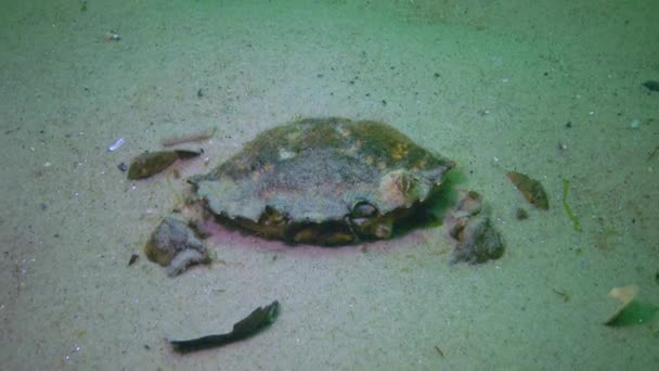 Grüne Krabbe Carcinus Maenas Sand Auf Dem Meeresboden Schwarzen Meer — Stockvideo