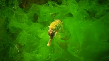 Karadeniz, Ukrayna 'da yeşil yosunların arasında saklanan uzun burunlu deniz atı (Hipokampus hipokampüsü).