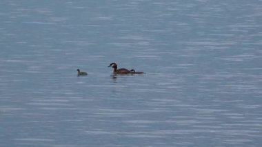 Sıradan bir kabuklu ördek (Tadorna tadorna), gölde yüzen civcivlerle dişi ördek.