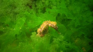 Karadeniz, Ukrayna 'da yeşil yosunların arasında saklanan uzun burunlu deniz atı (Hipokampus hipokampüsü).