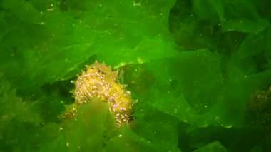 Karadeniz, Ukrayna 'da yeşil yosunların arasında saklanan uzun burunlu deniz atı (Hipokampus hipokampüsü).