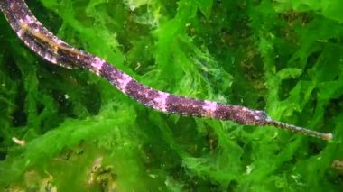 Yosun, Karadeniz ve Ukrayna 'nın deniz tabanında bulunan dar burunlu boru balığı (Syngnathus tenuirostris)