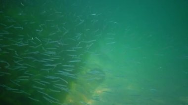 Akdeniz kum yılanbalığı (Gymnammodytes cicerelus), Karadeniz, Ukrayna 'da deniz tabanının üzerinde büyük bir balık sürüsü.