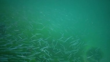 Akdeniz kum yılanbalığı (Gymnammodytes cicerelus), Karadeniz, Ukrayna 'da deniz tabanının üzerinde büyük bir balık sürüsü.