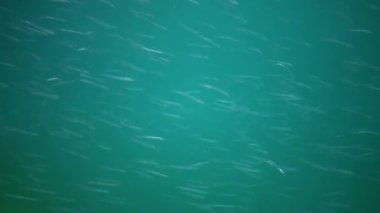 Akdeniz kum yılanbalığı (Gymnammodytes cicerelus), Karadeniz, Ukrayna 'da deniz tabanının üzerinde büyük bir balık sürüsü.