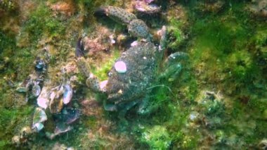 Jaguar yuvarlak yengeç (Xantho poressa). Karadeniz 'in Hayvanı