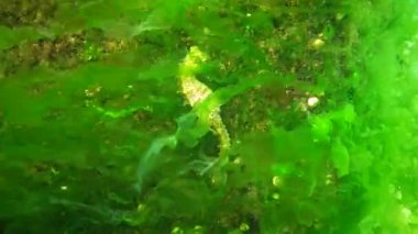 Karadeniz, Ukrayna 'da yeşil yosunların arasında saklanan uzun burunlu deniz atı (Hipokampus hipokampüsü).