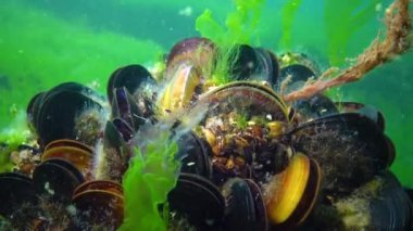 Karadeniz, Ukrayna 'da deniz tabanında Akdeniz midyesi (Mytilus dörtnala dörtnala) ve yeşil algler.