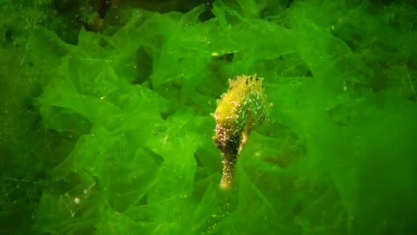Hosszú Orrú Csikóhal Hippocampus Hippocampus Fekete Tengeri Zöld Algák Között — Stock videók