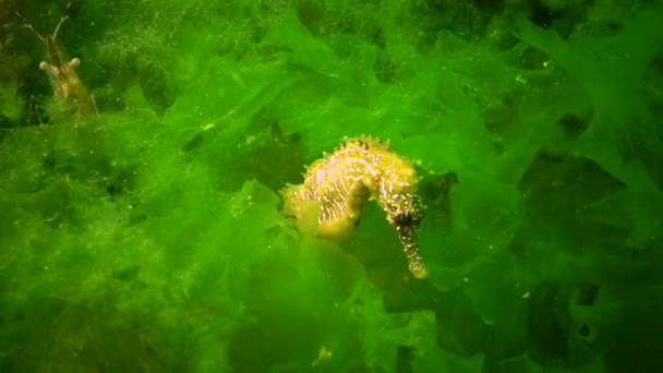Langsnuit Zeepaardje Hippocampus Hippocampus Verscholen Tussen Groene Algen Zwarte Zee — Stockvideo
