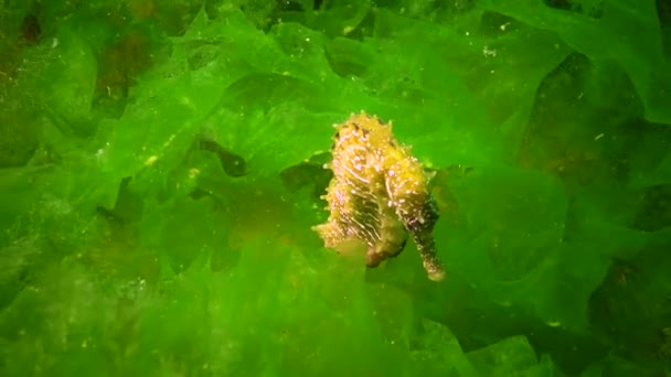 Konik Morski Długimi Pyskami Hipokamp Hipokamp Ukrywający Się Wśród Zielonych — Wideo stockowe