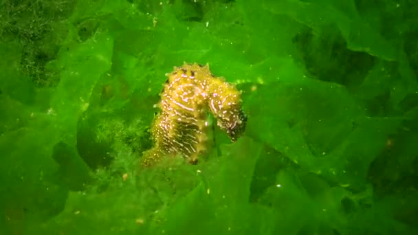 Langschnauziges Seepferdchen Hippocampus Hippocampus Versteckt Sich Zwischen Grünalgen Schwarzen Meer — Stockvideo