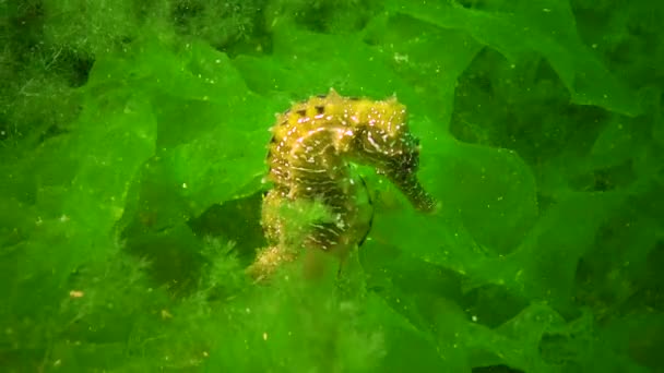 ウクライナ黒海の緑藻の間に隠れる長い鼻の海馬 — ストック動画