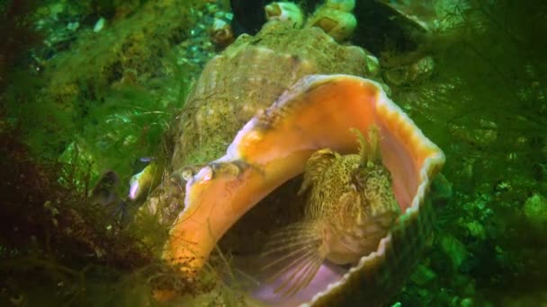 Blenny Tentacled Parablennius Tentacularis Fundo Mar Mar Negro — Vídeo de Stock