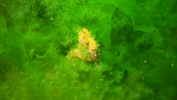 Konik Morski Długimi Pyskami Hipokamp Hipokamp Ukrywający Się Wśród Zielonych — Wideo stockowe