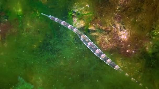 Narrow Snouted Pipefish Syngnathus Tenuirostris Seabed Algae Black Sea Red — Stock Video