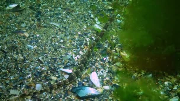 Schmalschnauzenpfeifenfisch Syngnathus Tenuirostris Auf Dem Meeresboden Zwischen Algen Schwarzes Meer — Stockvideo