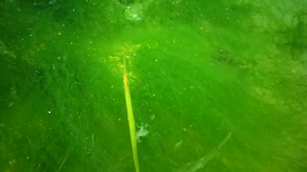 Peixe Nas Moitas Algas Marinhas Syngnathus Typhle Peixe Família Syngnathidae — Vídeo de Stock