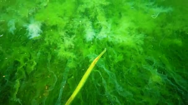 Peixe Nas Moitas Algas Marinhas Syngnathus Typhle Peixe Família Syngnathidae — Vídeo de Stock