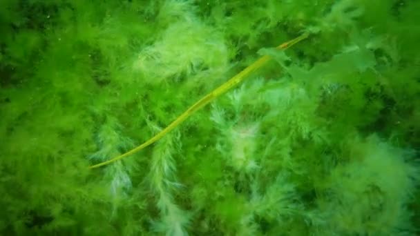 Peixe Nas Moitas Algas Marinhas Syngnathus Typhle Peixe Família Syngnathidae — Vídeo de Stock