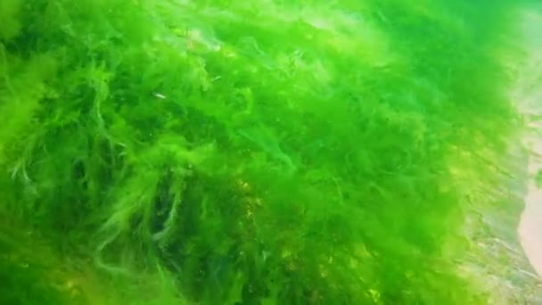 Olika Arter Gröna Bruna Och Röda Alger Stenar Svarta Havet — Stockvideo