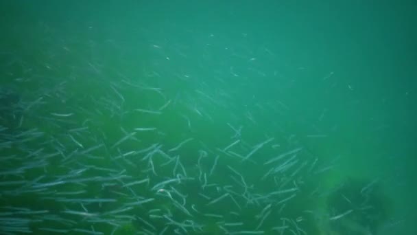 地中海性砂ウナギ Gymnammodytes Semelleus 黒海の海底の上の小さな魚の大群れ ウクライナ — ストック動画