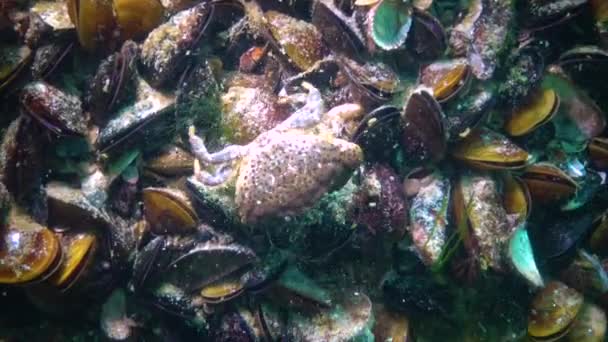 美洲豹圆蟹 Xantho Poressa 黑海的浮士德 — 图库视频影像