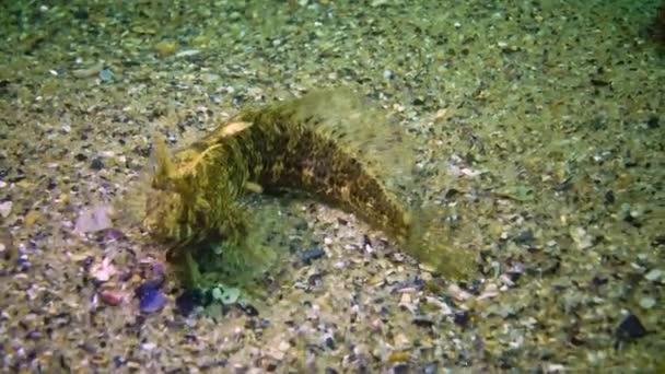 Щупальца Бленни Parablennius Tentacularis Морском Дне Черное Море — стоковое видео