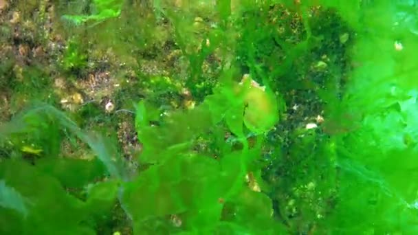 Langsnuit Zeepaardje Hippocampus Hippocampus Verscholen Tussen Groene Algen Zwarte Zee — Stockvideo