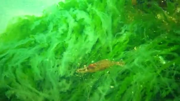 Baltic Prawn Palaemon Adspersus Hiding Thicket Seaweed Black Sea — Stock Video