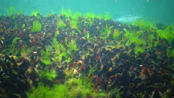 Mejillón Mediterráneo Mytilus Galloprovincialis Algas Verdes Fondo Marino Del Mar — Vídeos de Stock