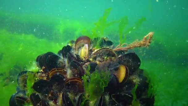 Mušle Středomořská Mytilus Galloprovincialis Zelené Řasy Mořském Dně Černém Moři — Stock video