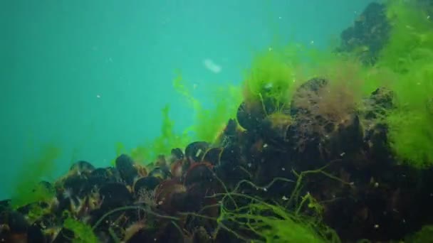 Mediterrane Mossel Mytilus Galloprovincialis Groene Algen Zeebodem Zwarte Zee Oekraïne — Stockvideo
