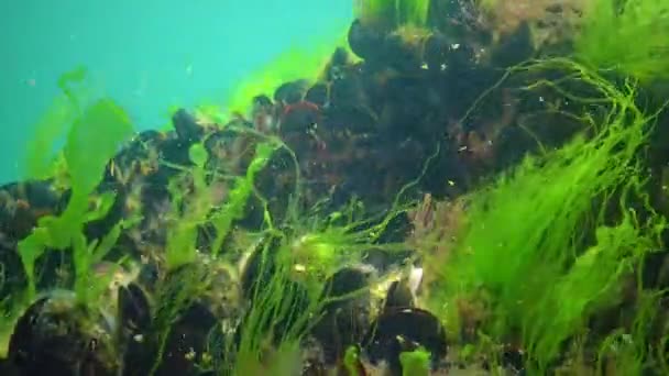 Mittelmeermuschel Mytilus Galloprovincialis Und Grünalgen Auf Dem Meeresboden Schwarzen Meer — Stockvideo