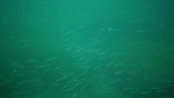 Средиземноморский Песчаный Угорь Gymnammodytes Cicerelus Большое Стадо Мелких Рыб Над — стоковое видео