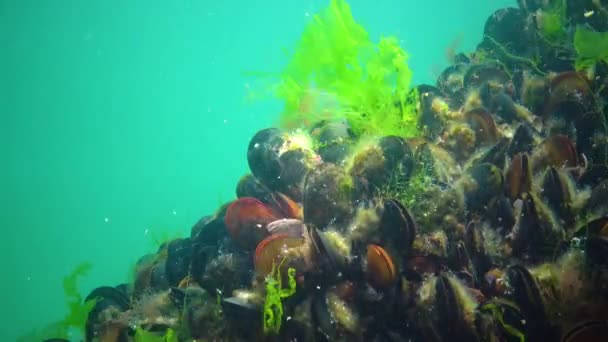 Medelhavsmussla Mytilus Galloprovincialis Och Gröna Alger Havsbotten Svarta Havet Ukraina — Stockvideo