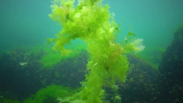 Diverse Specie Alghe Verdi Cladophora Brune Rosse Pietre Nel Mar — Video Stock