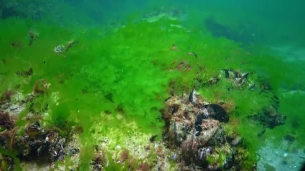 Medelhavsmussla Mytilus Galloprovincialis Och Gröna Alger Havsbotten Svarta Havet Ukraina — Stockvideo