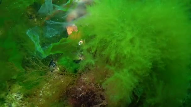 Macho Hembra Cangrejo Verde Carcinus Maenas Durante Apareamiento — Vídeo de stock