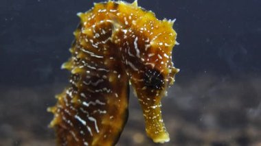 Karadeniz, Ukrayna 'da deniz tabanında uzun burunlu deniz atı (Hipokampüs hipokampüsü)