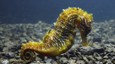 Karadeniz, Ukrayna 'da deniz tabanında uzun burunlu deniz atı (Hipokampüs hipokampüsü)