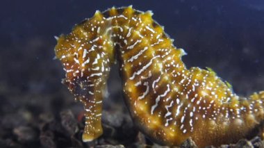Karadeniz, Ukrayna 'da deniz tabanında uzun burunlu deniz atı (Hipokampüs hipokampüsü)