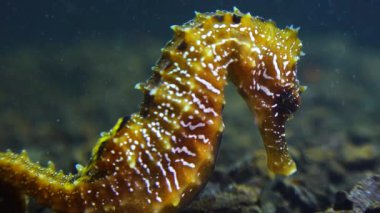Karadeniz, Ukrayna 'da deniz tabanında uzun burunlu deniz atı (Hipokampüs hipokampüsü)