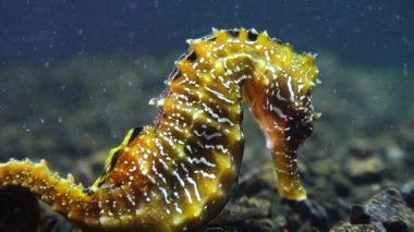 Karadeniz, Ukrayna 'da deniz tabanında uzun burunlu deniz atı (Hipokampüs hipokampüsü)