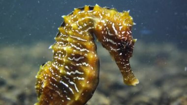 Karadeniz, Ukrayna 'da deniz tabanında uzun burunlu deniz atı (Hipokampüs hipokampüsü)