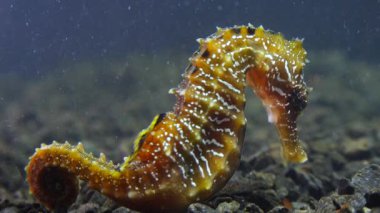Karadeniz, Ukrayna 'da deniz tabanında uzun burunlu deniz atı (Hipokampüs hipokampüsü)