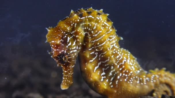 Langschnauziges Seepferdchen Hippocampus Hippocampus Auf Dem Meeresboden Schwarzen Meer Ukraine — Stockvideo